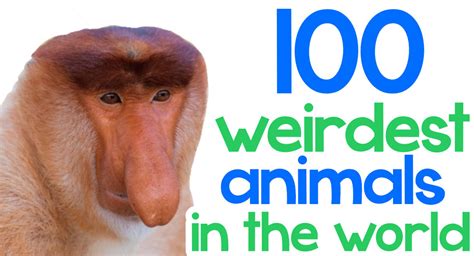 100 weirdest animals on earth.